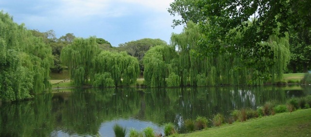 Musgrave-Pond-Centennial-Park
